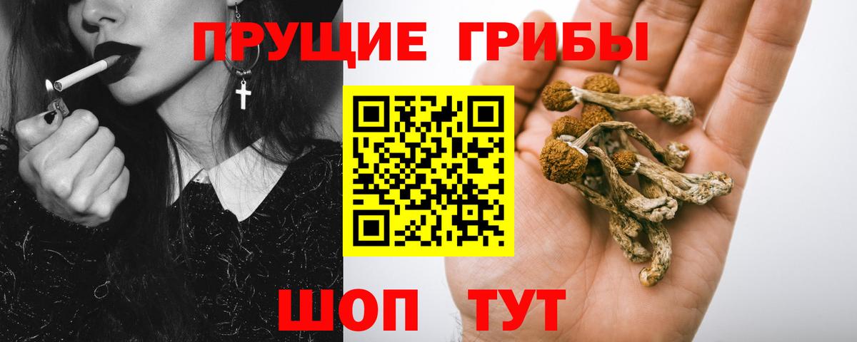 Псилоцибиновые грибы Psilocybine cubensis Павлово